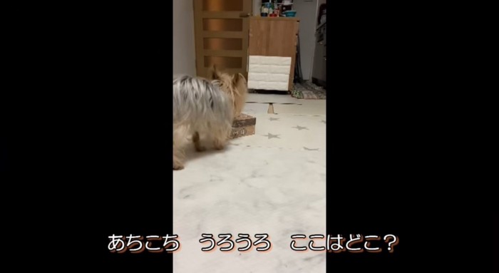 床の匂いを嗅ぐメスの老犬