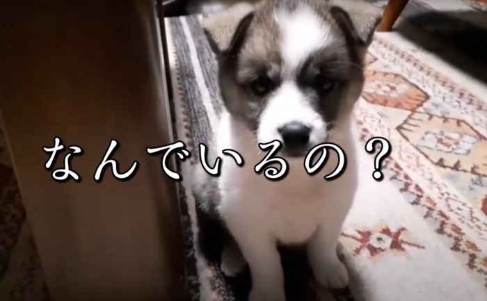 絨毯の上にいる子犬