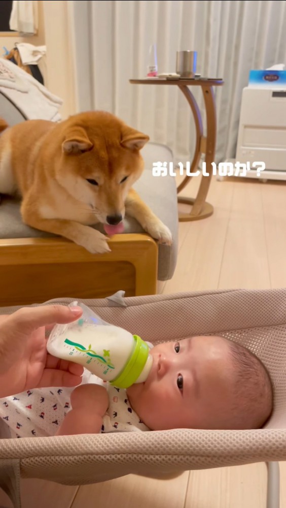 舌を出す犬