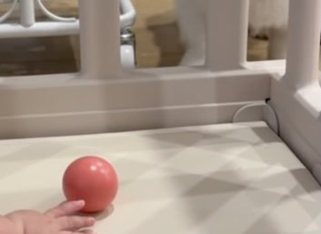 ボールで遊んでみよう!