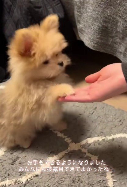 手のひらにチョコン