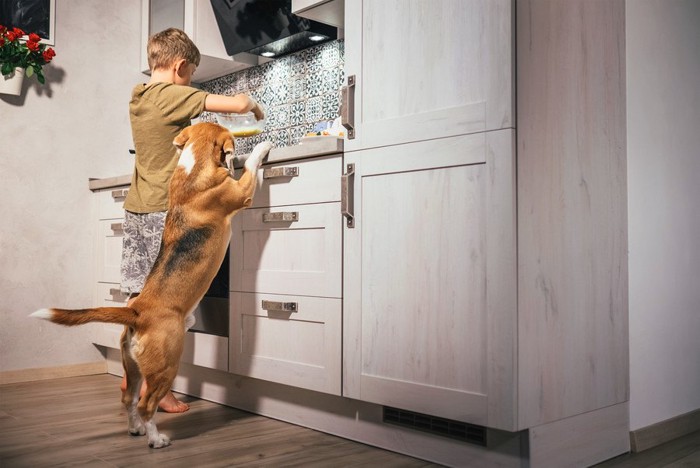 キッチンにいる男の子と犬