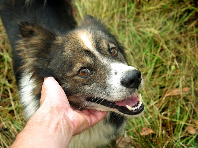 撫でられて幸せそうな表情の犬