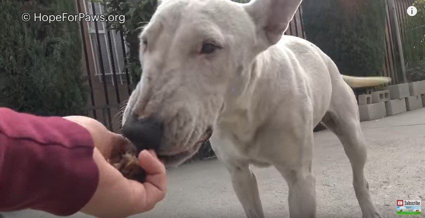 手から食べる犬