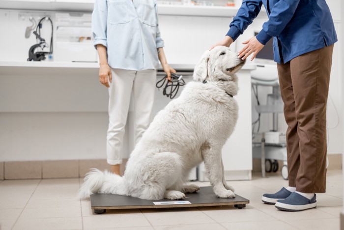 動物病院で診察を受ける犬と飼い主