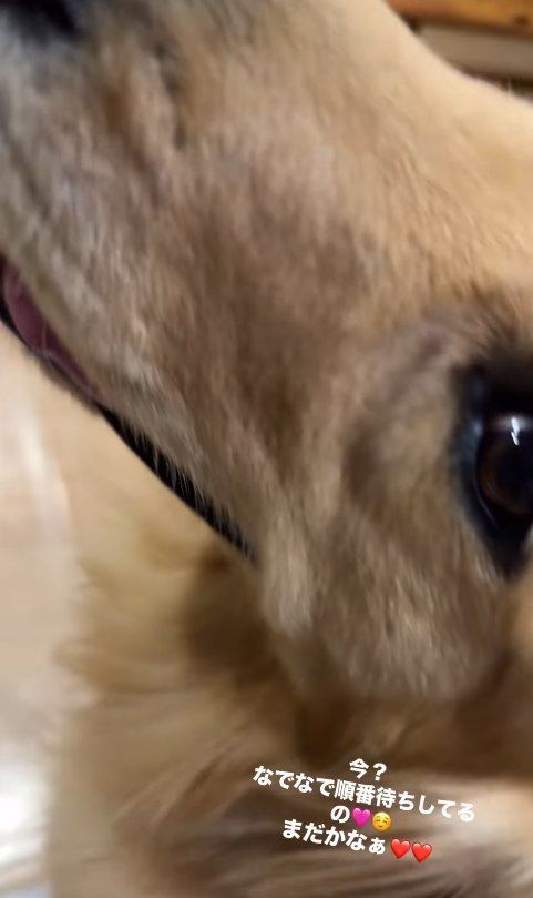 順番を待つ大型犬