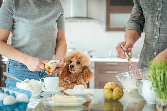 食事の準備をする飼い主さんを見つめる犬