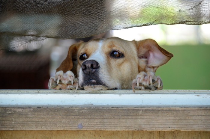 外を見ている犬