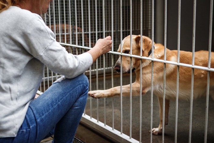 檻の中に入れられている犬