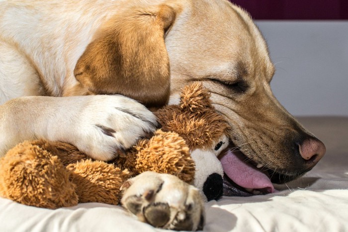 ぬいぐるみと眠る犬