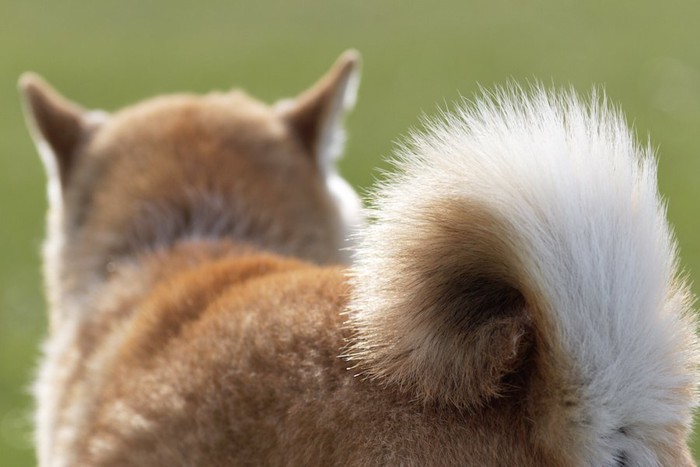 お尻を向ける犬