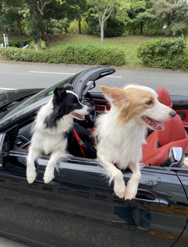 ドライブ