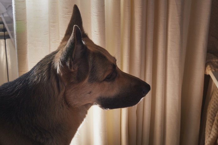 夜に部屋で過ごす犬