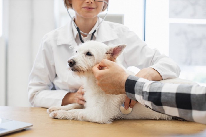 動物病院で聴診されている犬