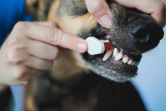 無理やり口を掴まれて磨かれる犬