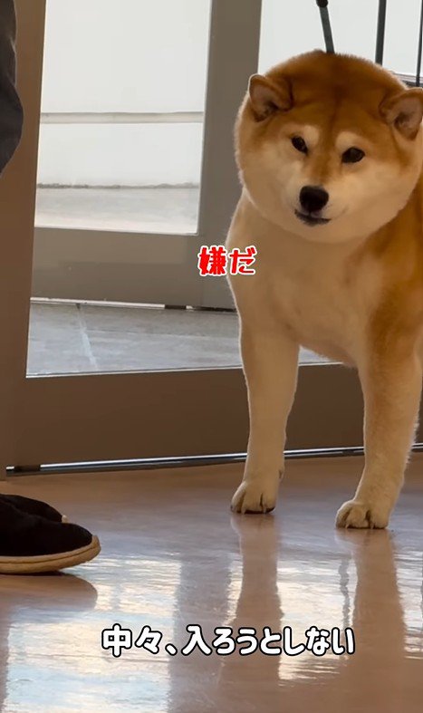 動物病院に来た3匹の柴犬2