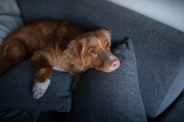 薄暗い部屋のソファでくつろぐ犬