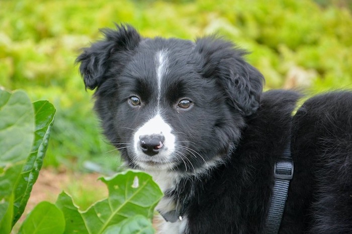 キャベツ畑でこちらを見つめる犬