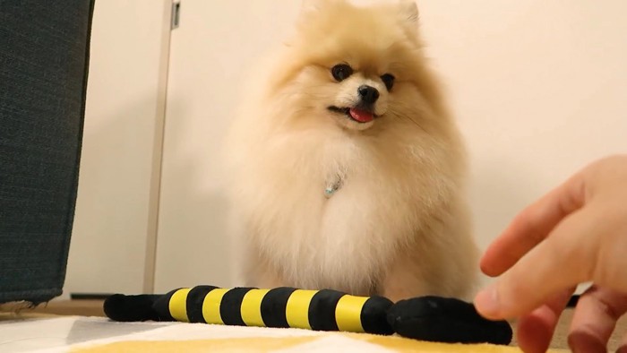 オナラした？と疑うモチちゃん3