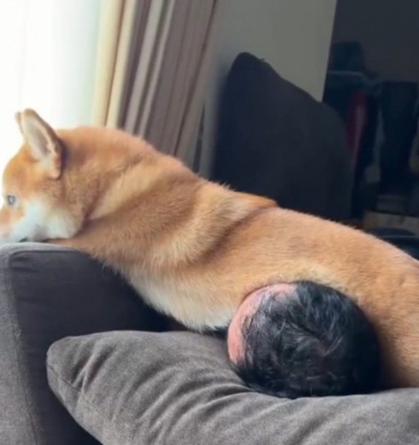 寝転がっている男性の顔の上にお腹を乗せる犬