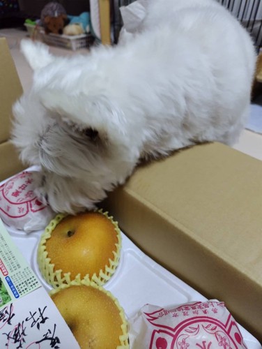 ちーちゃん