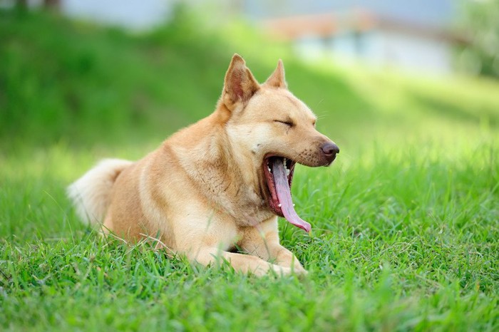 芝生で大きなアクビをする犬