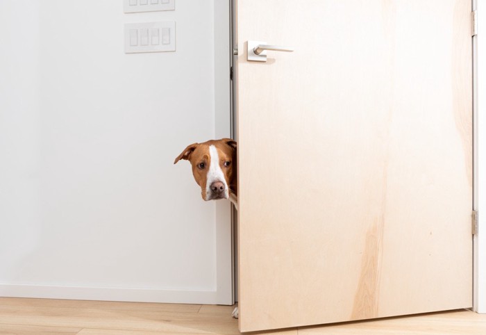 ドアから顔をのぞかせる犬