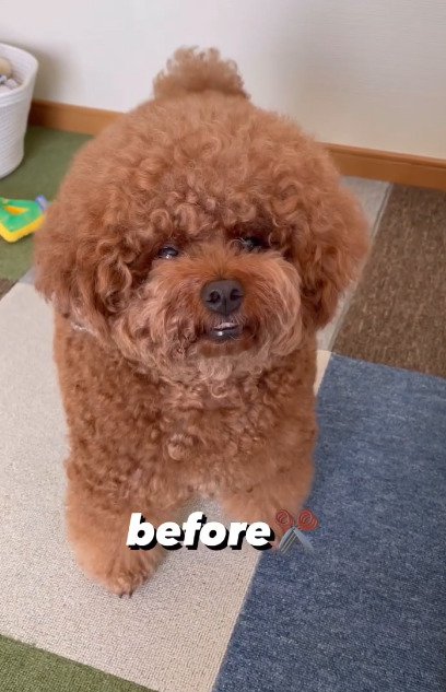 立ち上がる犬