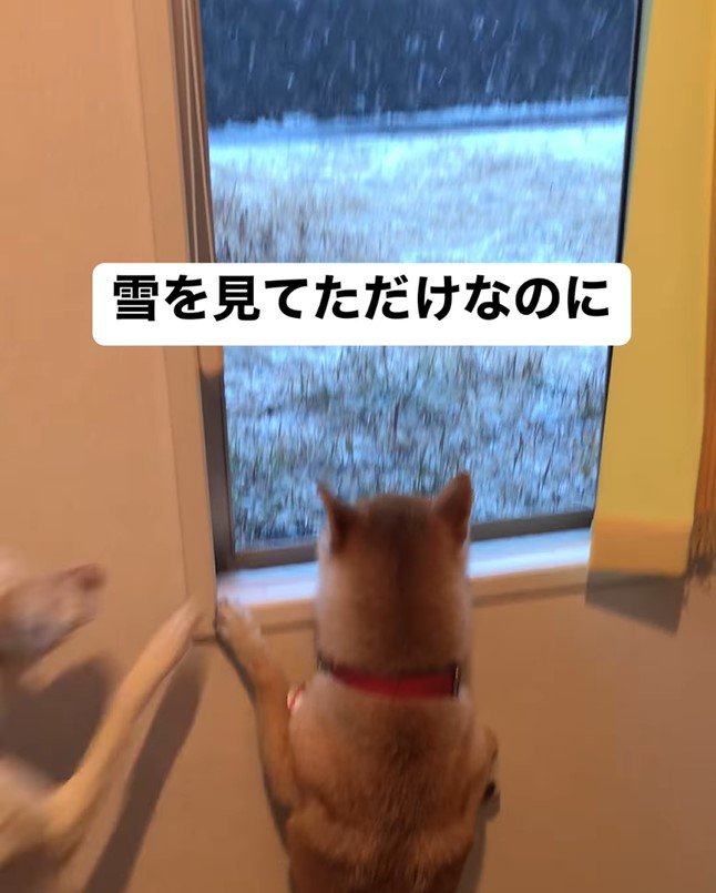 ハルちゃんが雪を見ていたら…3