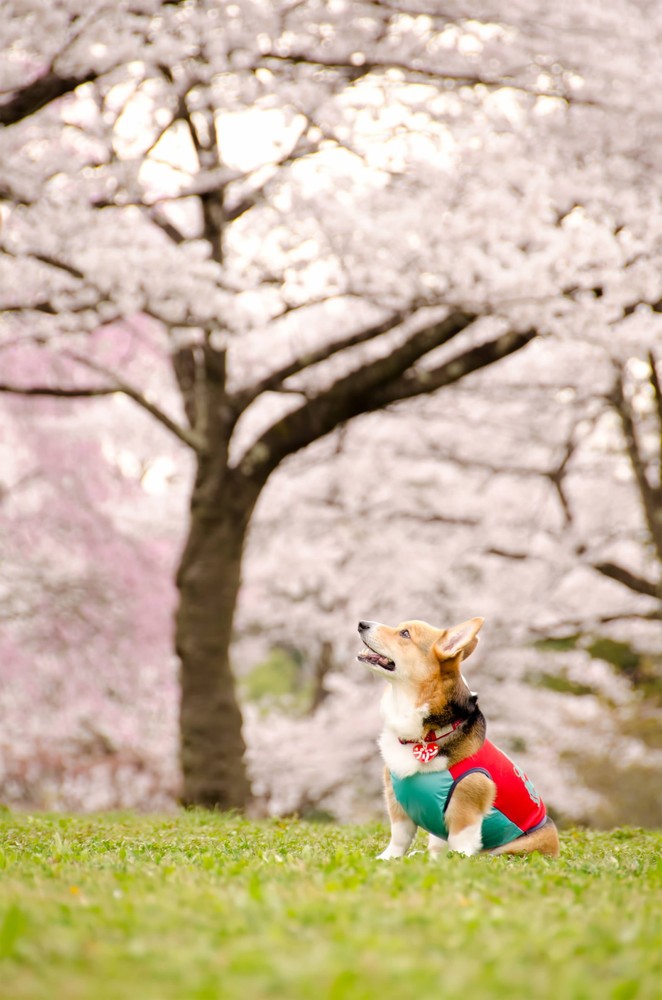 桜と犬