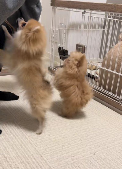 2匹そろって芸の特訓