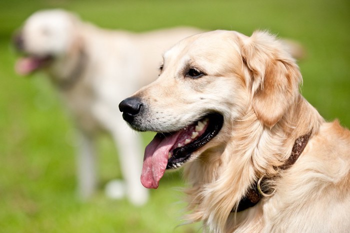 舌を出して呼吸している犬