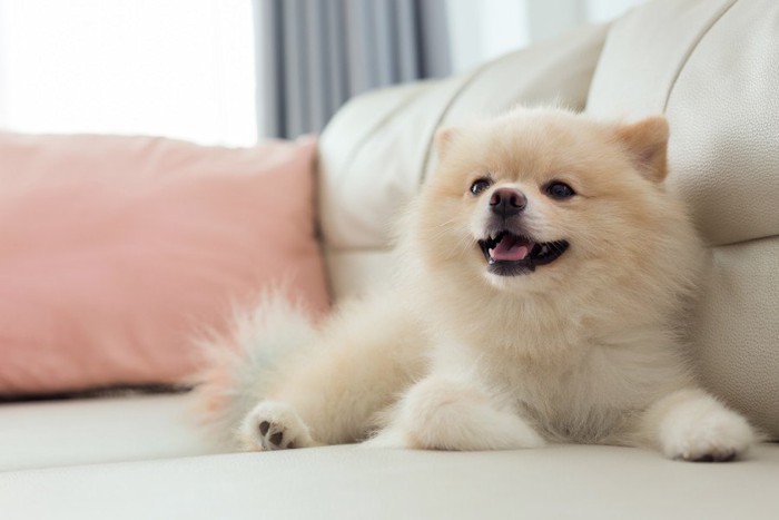 幸せそうな犬