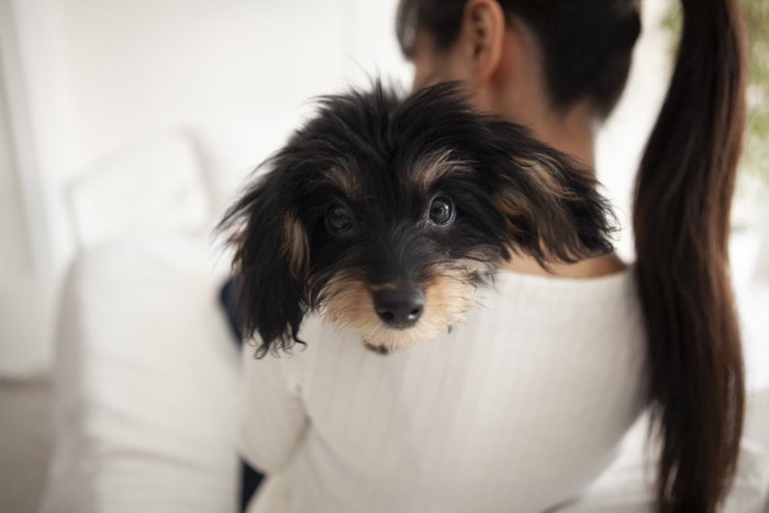 髪の長い女性に抱っこされた長毛の犬