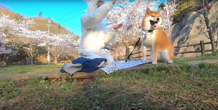 桜に囲まれてウインクする柴犬