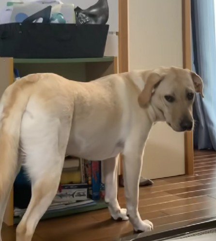 窓辺でジトリ