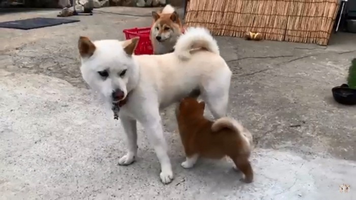 パパと触れ合う子犬