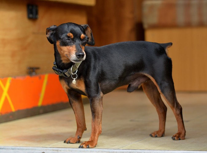 目を細める犬