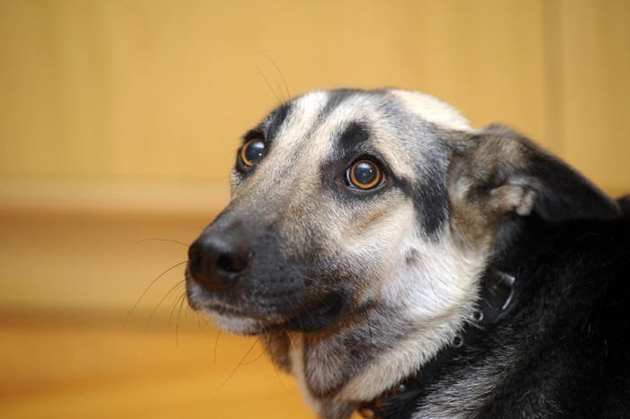 怖がって耳を伏せている犬