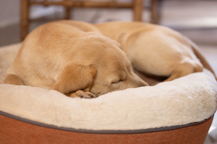 ぴったりサイズのベッドに丸まって寝る犬