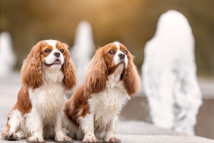 嬉しそうな犬と真顔の犬が並んでいる光景