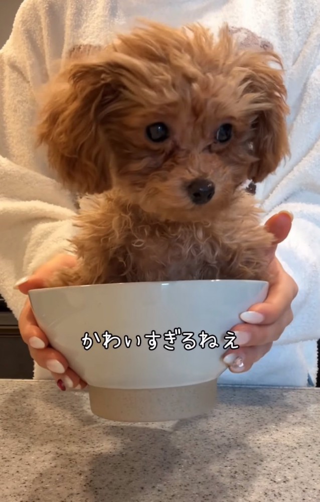 どんぶりに入る子犬