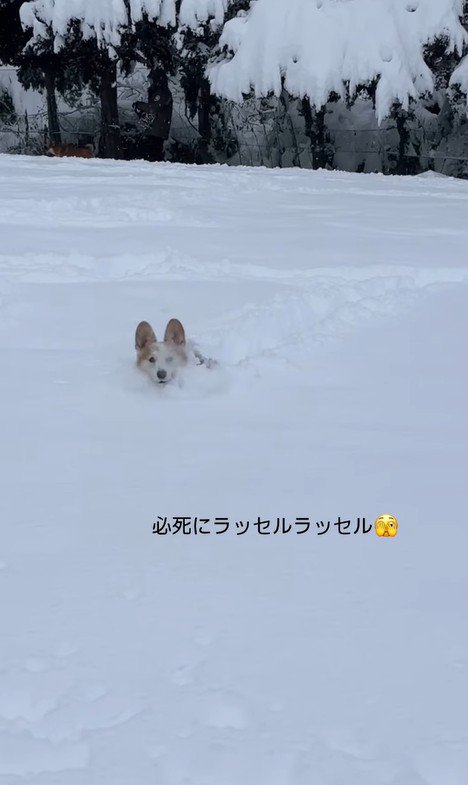 雪に埋もれるポムちゃん3