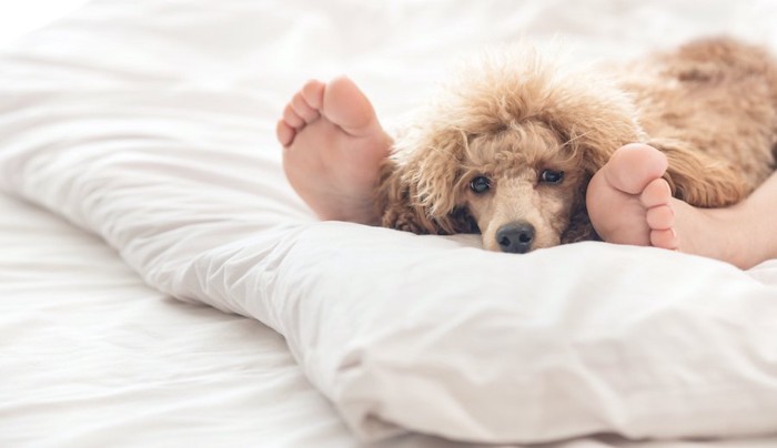 布団で横になる飼い主の足の間でくつろぐ犬