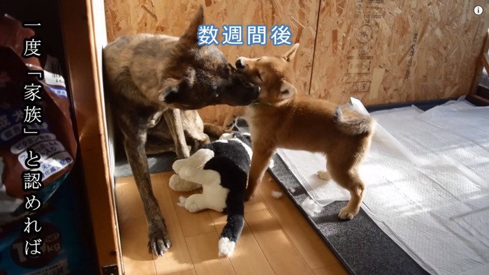 仲良く遊ぶ甲斐犬と柴犬