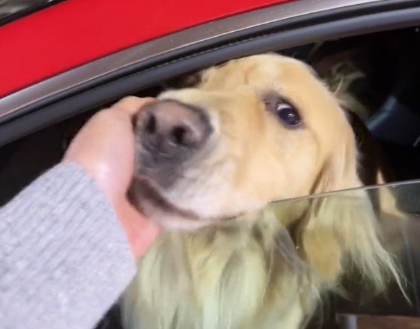 窓から顔を出す犬を撫でてあげる女性