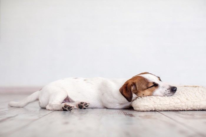 あごを乗せて寝ている犬