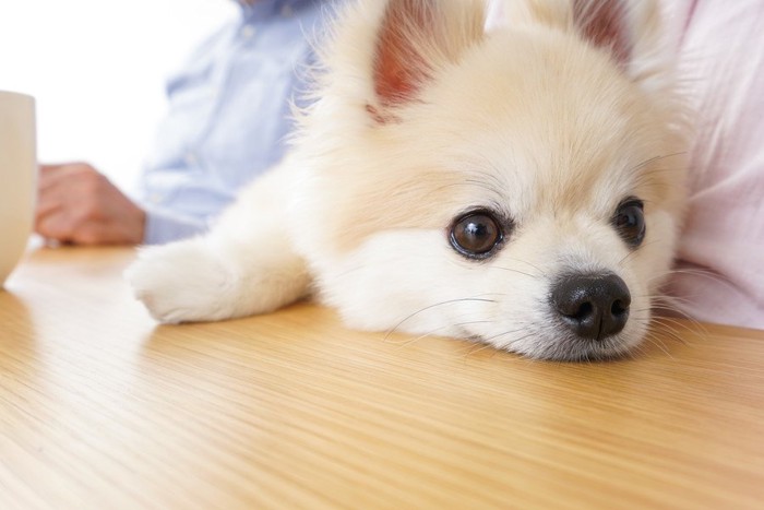 テーブルにアゴを乗せている犬