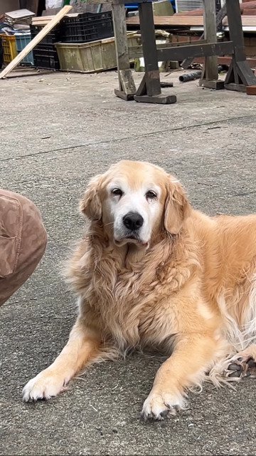 ご飯に目が無い犬