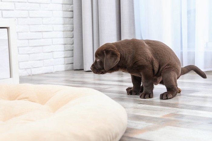 リビングでうんちをする姿勢をする子犬